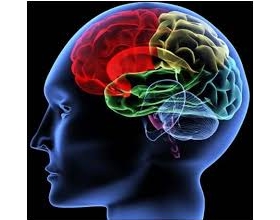 Điều gì xảy ra với não bộ nếu thường xuyên ăn cá 2 lần mỗi tuần?